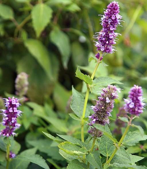 Hyssop, Anise