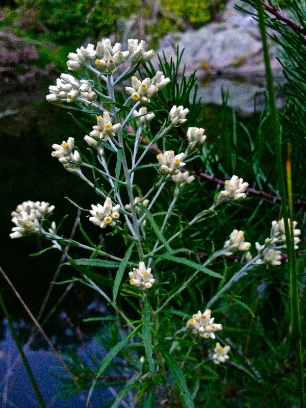 Sweet Everlasting
