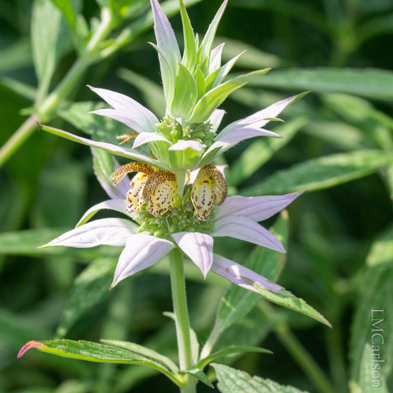 Beebalm, Spotted