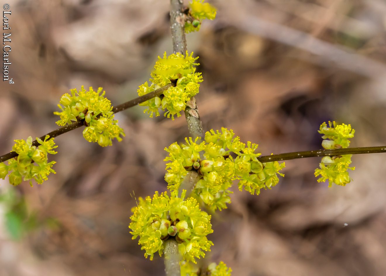 Spicebush